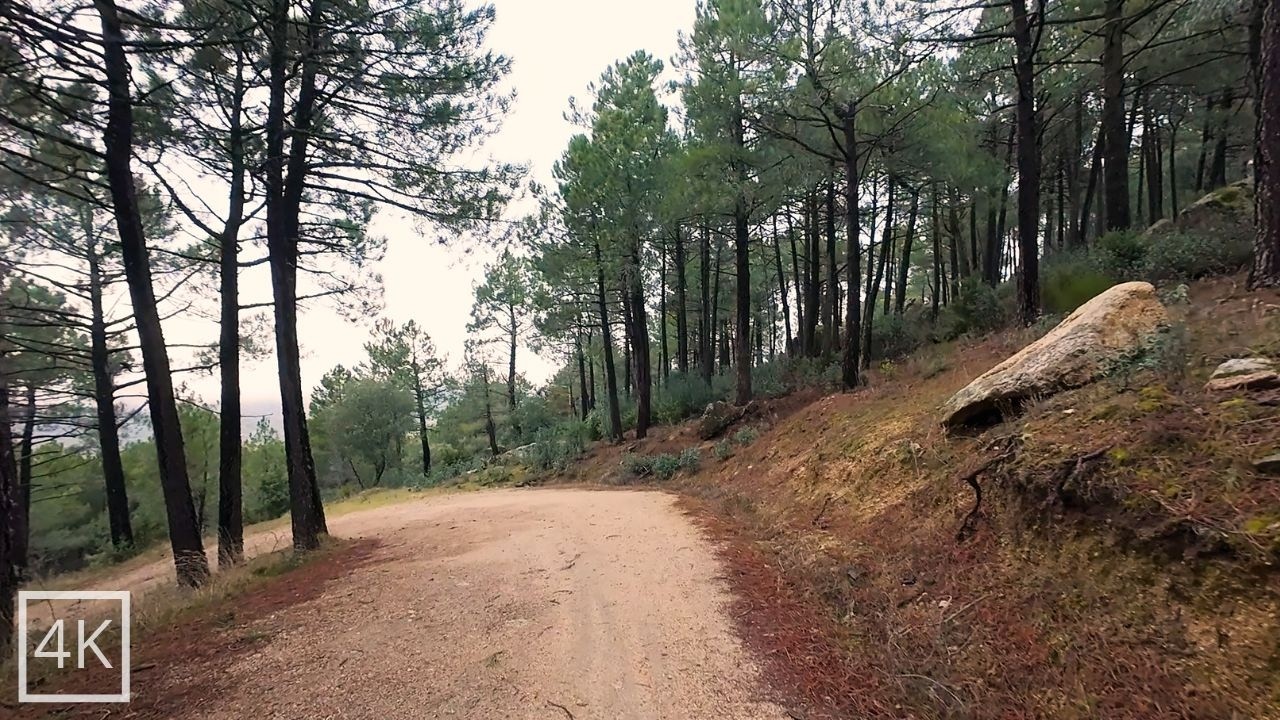 20-Minute Lonely Walk in a Spanish Mountain Forest (No Talking, Just Footsteps)