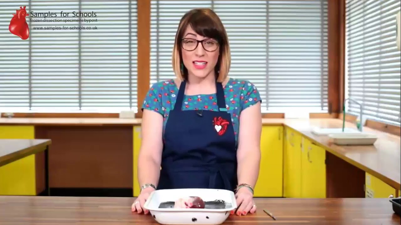 Grade 11 - Life Science | The human urinary system