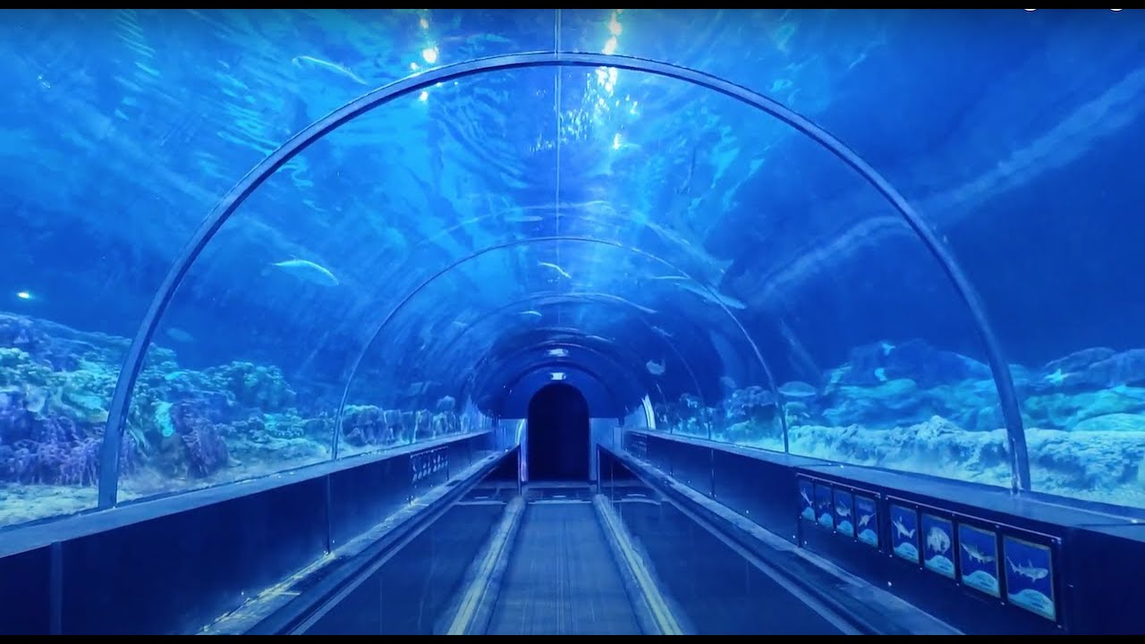 SeaWorld Shark Encounter Walk Tour 2021 Orlando Florida