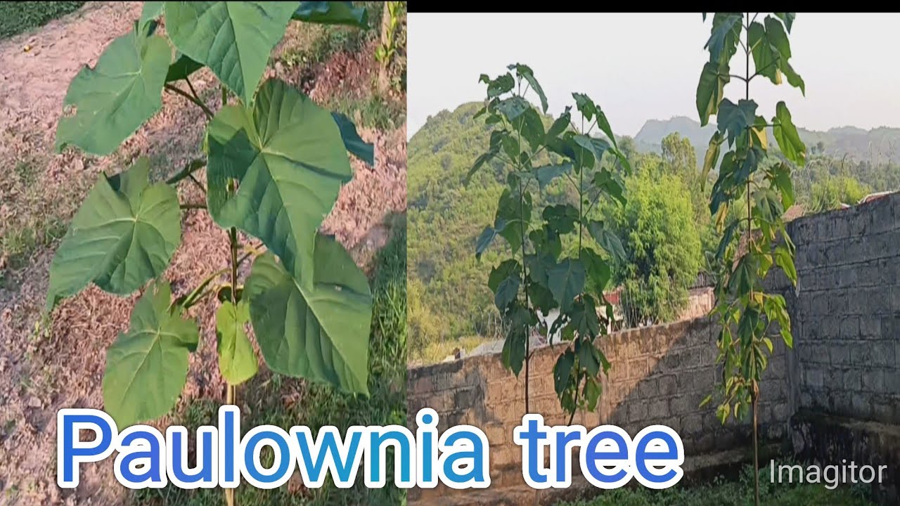 paulownia tree in pakistan.paulownia tomentosa fast growing tree.Empress tree.