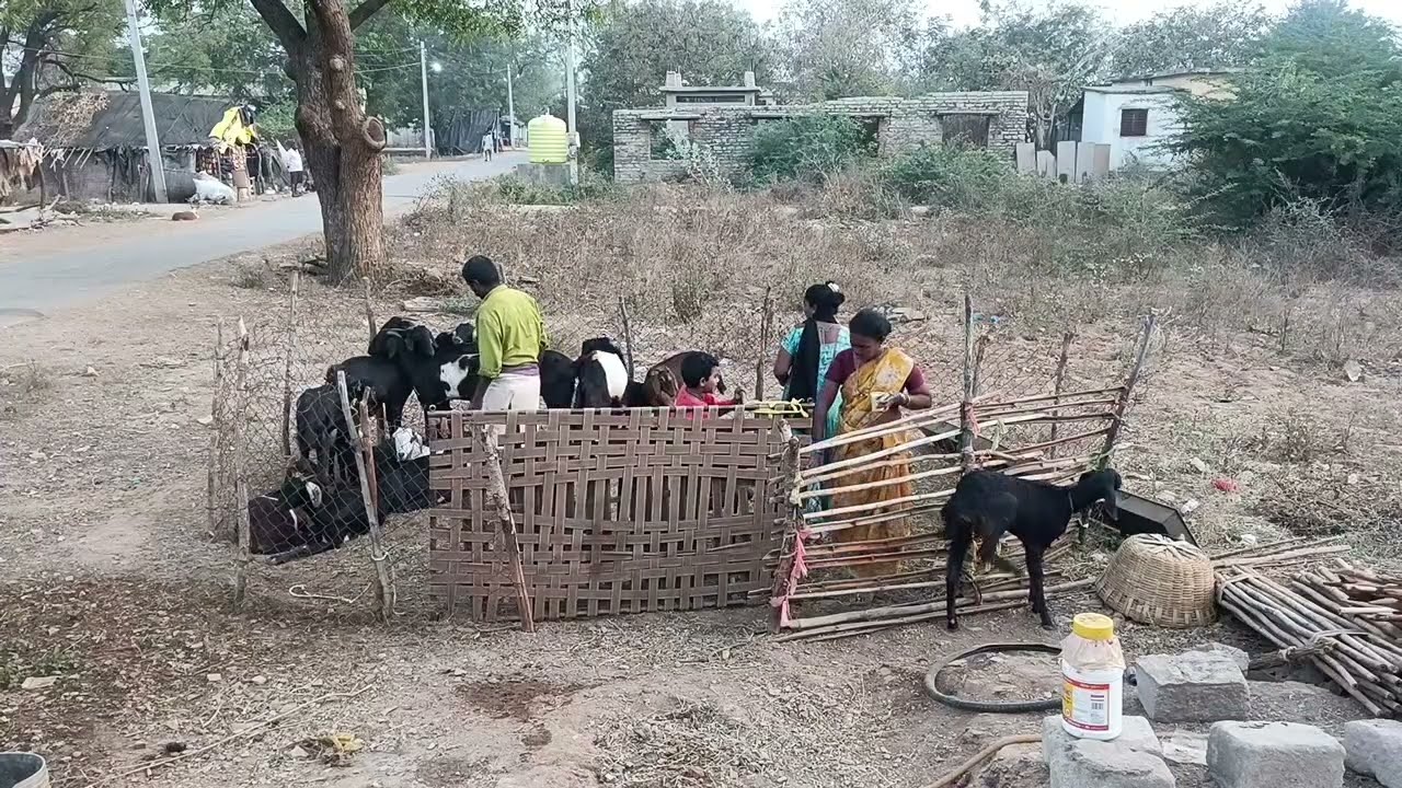 Morning routine/మానాన్నమళ్లీ అప్పుచేసిమరీకొత్త మేకలుకొనుక్కొనివచ్చాడు/వాటితోమాతిప్పలు//swathi Varun!