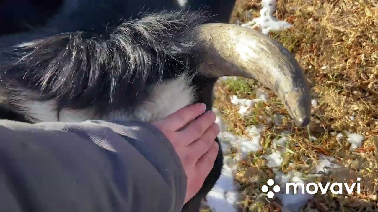 Коровы еще пасутся! А утки застряли во льду !