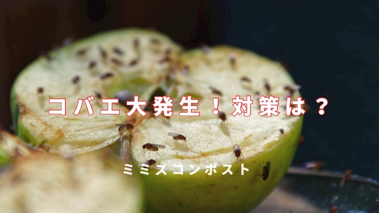 【ミミズコンポスト】コバエ大発生！効果的な対策は？ #012