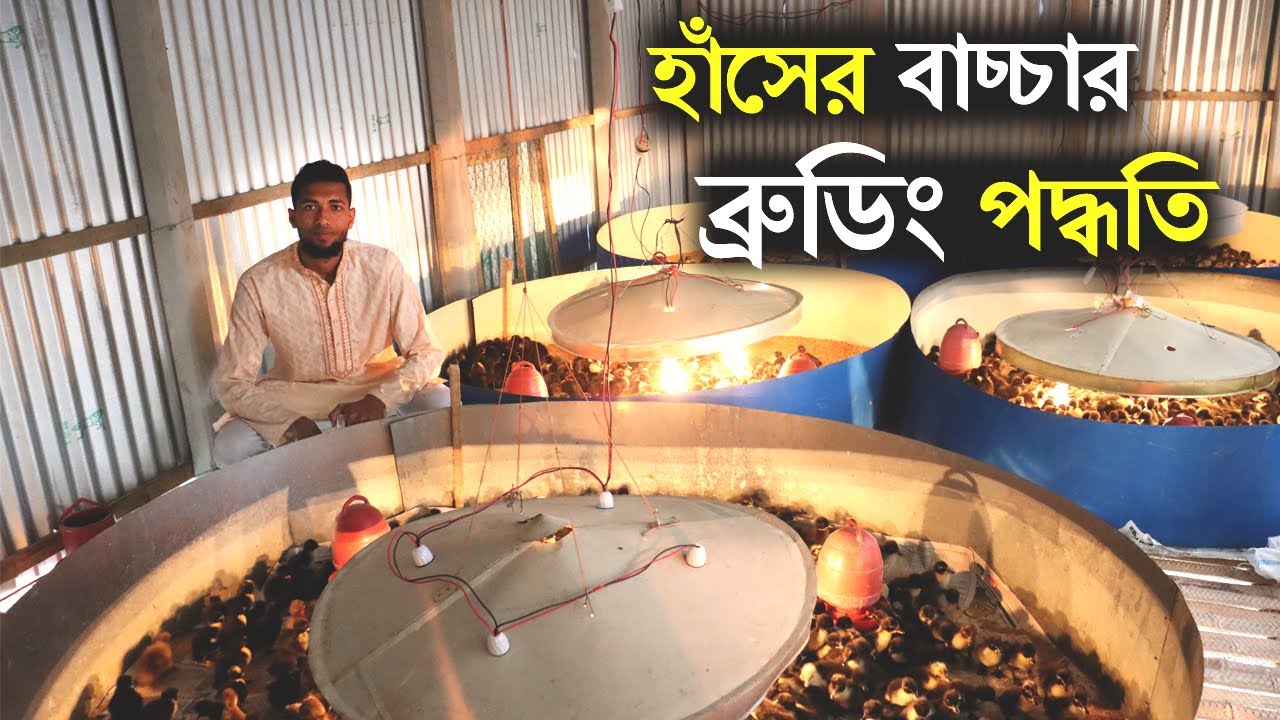 হাঁসের বাচ্চার ব্রুডিং পদ্ধতি। কিভাবে ১ দিনের হাঁসের বাচ্চার যত্ন করবেন। Duck Brooding System