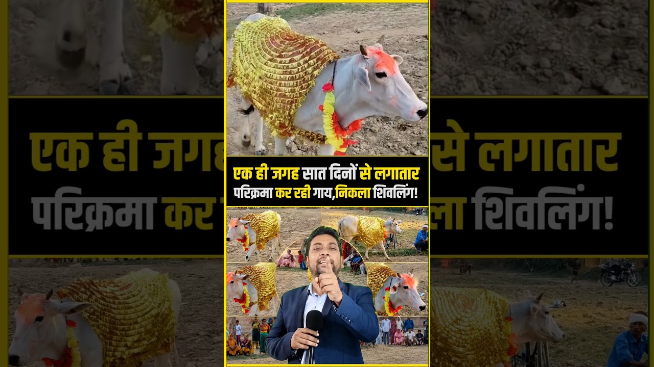 सात दिनों से लगातार परिक्रमा कर रही गाय ?