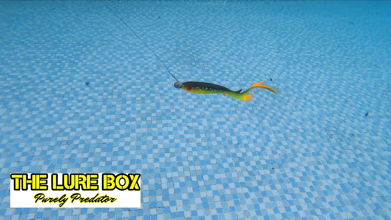 Flatnose Dragon having a swim - AWESOME ACTION! #lurefishing #EJlures #flatnoseedragon