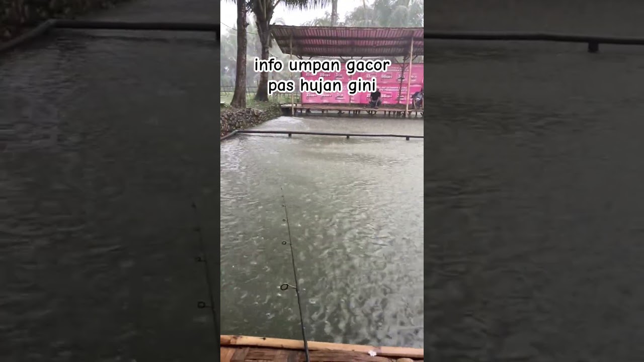 Info umpan gacor ikan mas pas hujan 