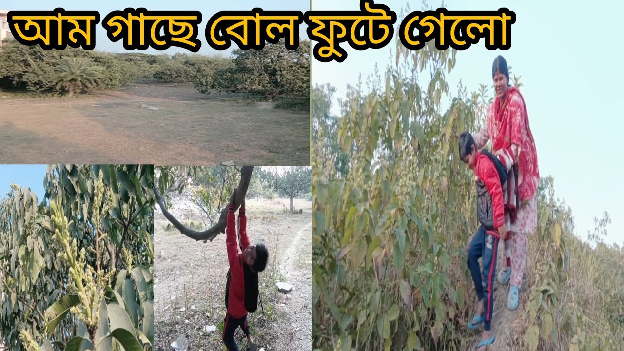 🥭আম গাছে বোল ফুটে গেলো 🥭vlog video । family vlogging