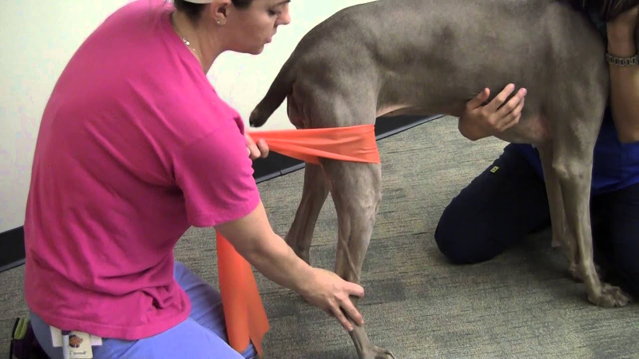 Theraband Resistance Stationary Leg Strengthening