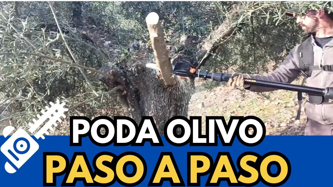 🟥 Poda Olivo Centenario Paso a Paso #villanuevadelrey #cordoba