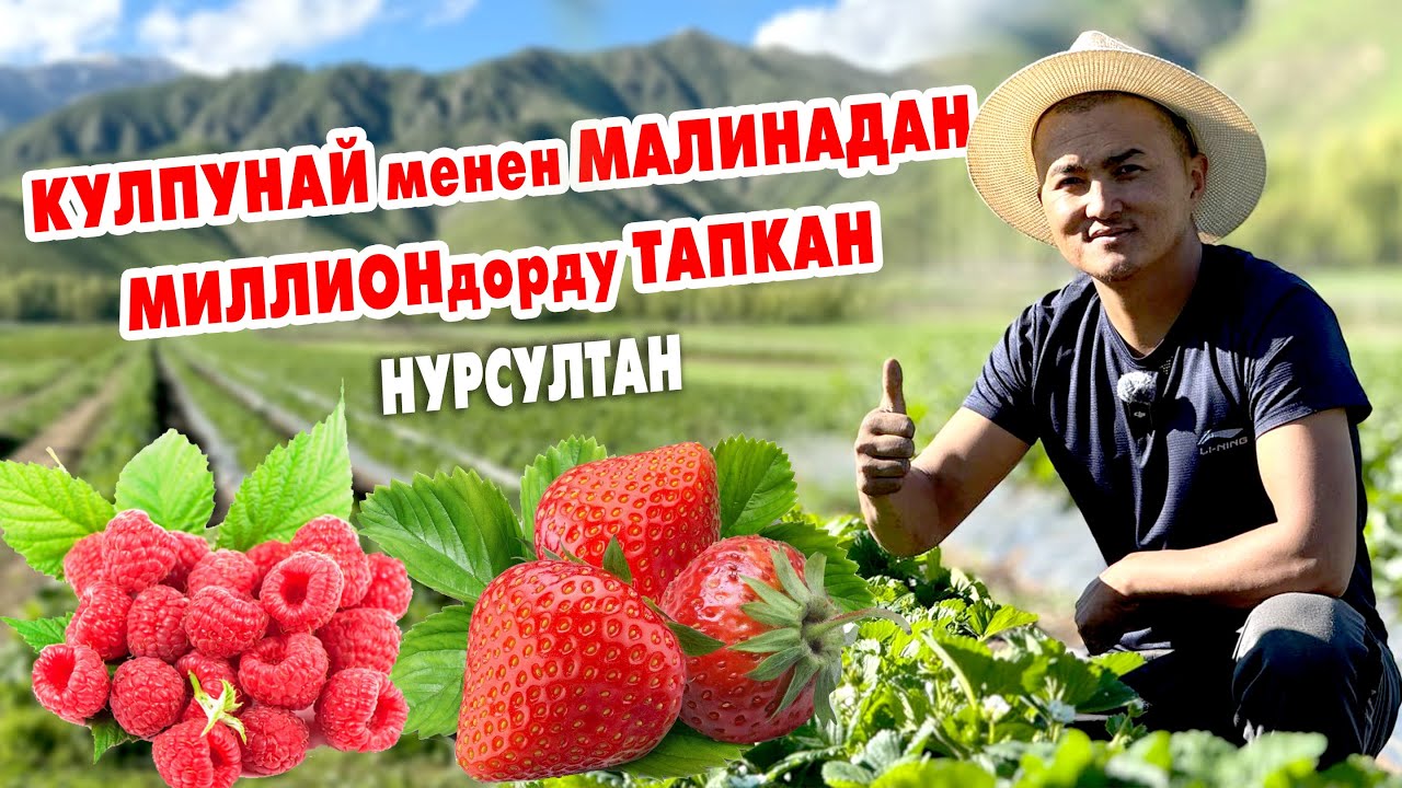 Элдин БААРЫ кѳрсүн! КУЛПУНАЙ менен МАЛИНАДАН бир жылда МИЛЛИОНЕР болсо болот ~ Бүт СЕКРЕТТЕР айтылды
