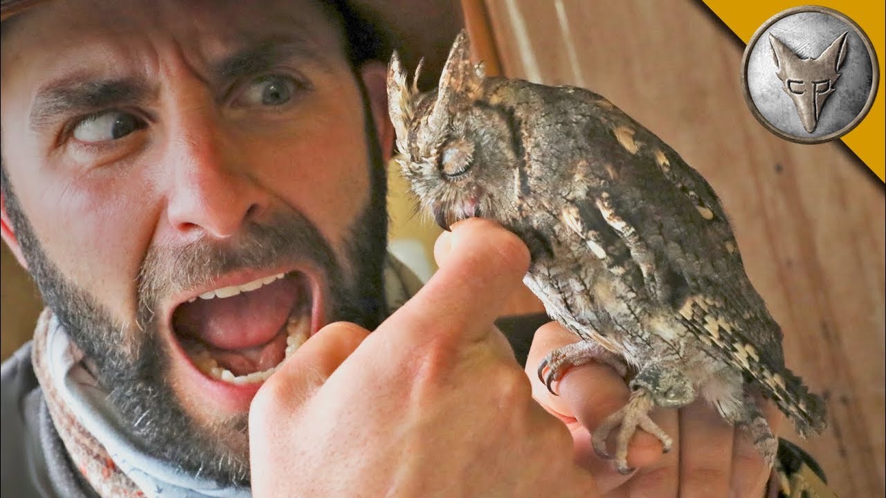 Animals With Super Cool Adaptations!