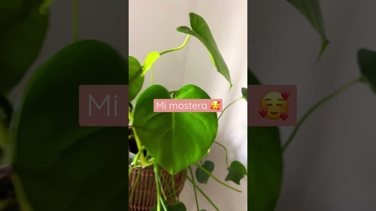 Mostera #siembracondayami #comocuidar #comocuidardeplantas #plantasdeinterior #mostera