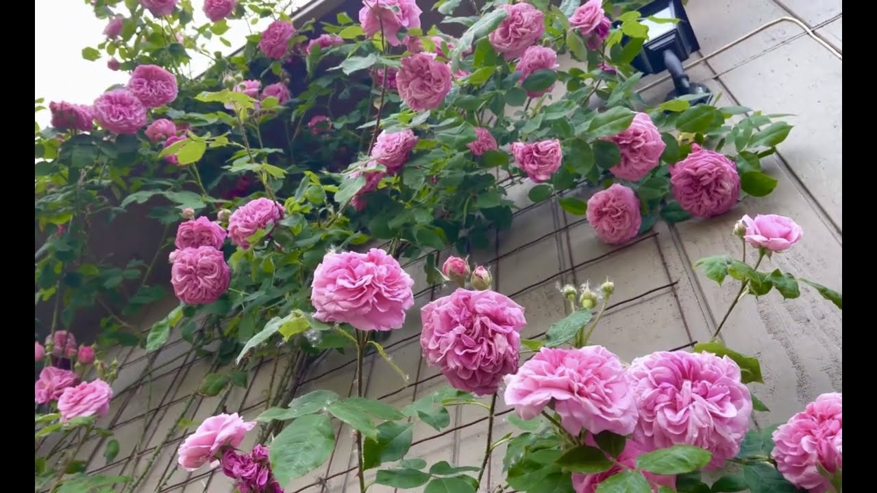 GERTRUDE JEKYLL English Climbing Rose Bred By David Austin ( After 2 years)