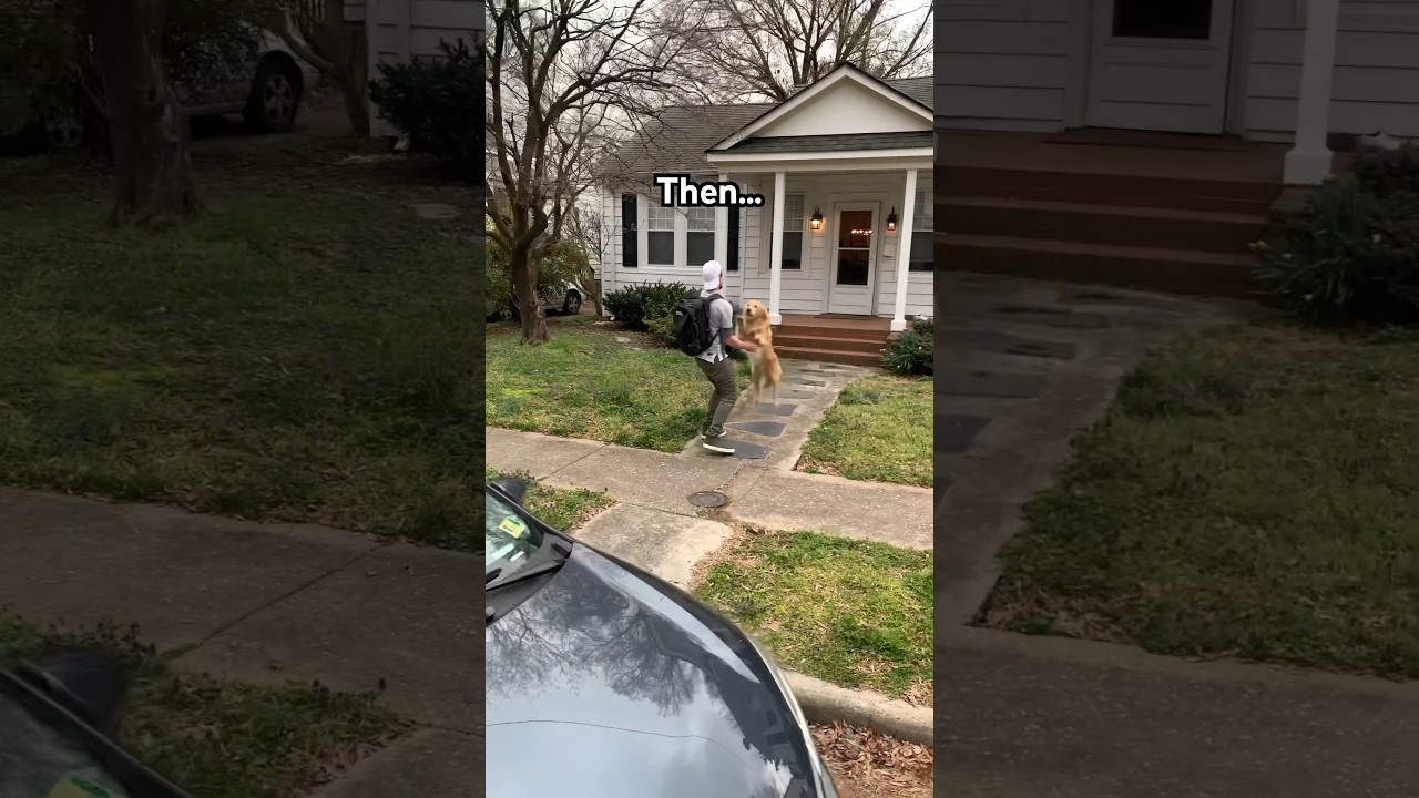 Then vs Now with our 10 year old golden❤️ 