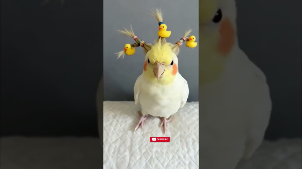 Parrot Ding Dong Funny Video 🦜 | Cute Talking Parrot Shorts | Viral Bird Video 