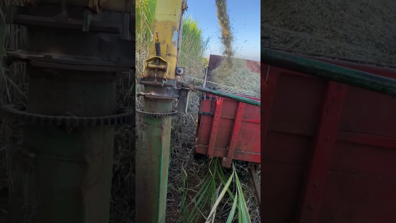 Forrageira JF 92 (cortando capia&ccedil;u) Massey Ferguson 275)