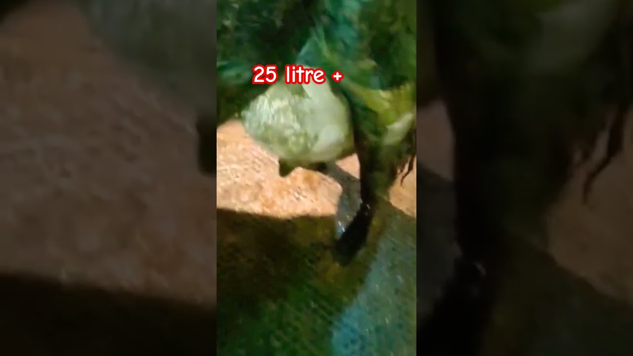 25 + litre milk sahiwal cross #trending #cow #sahiwal #heavy #bloodline #udder #abs #farming