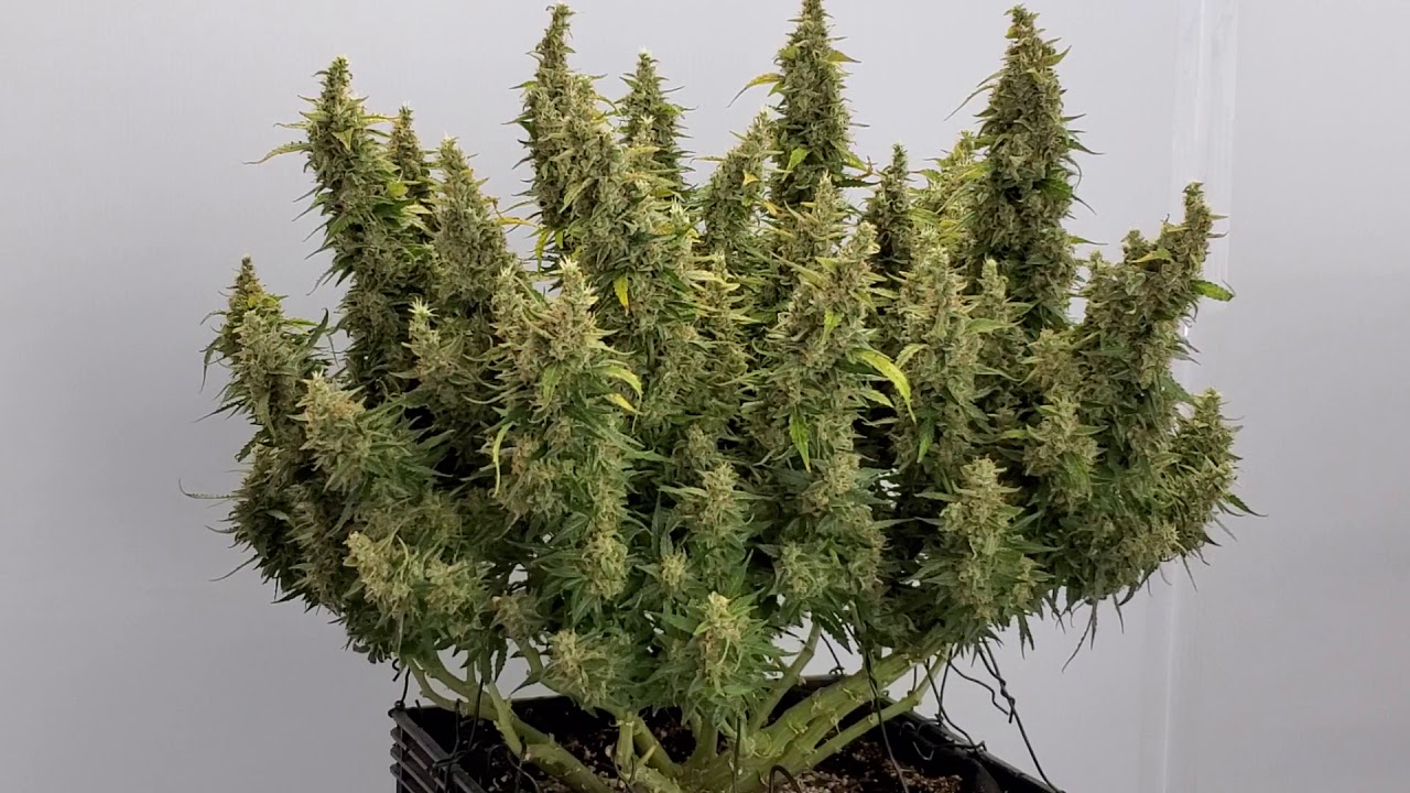 8.02oz Girl Scout Cookies Autoflower by Dr Seeds
