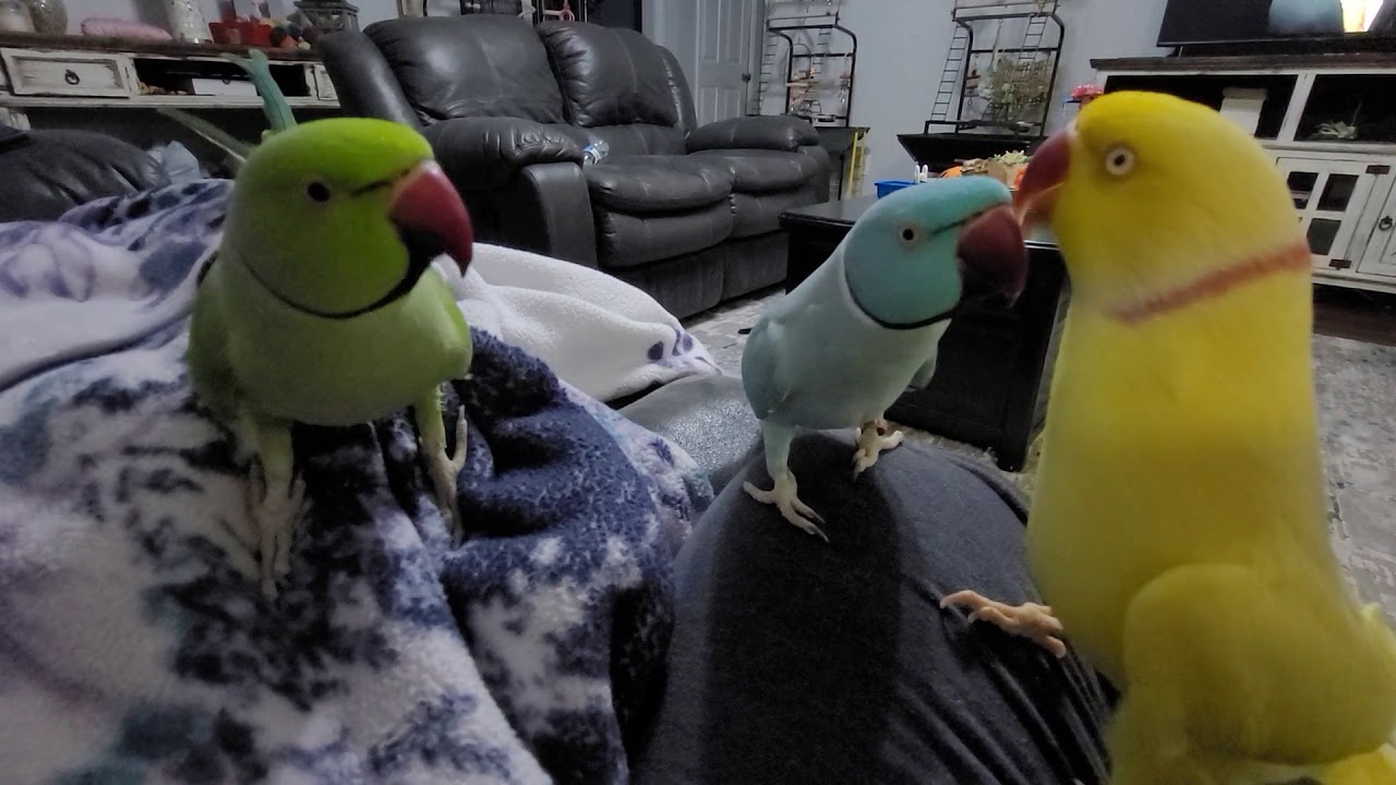 2 full time Eagles, 1 part time Dinosaur. All kissing camera hogs