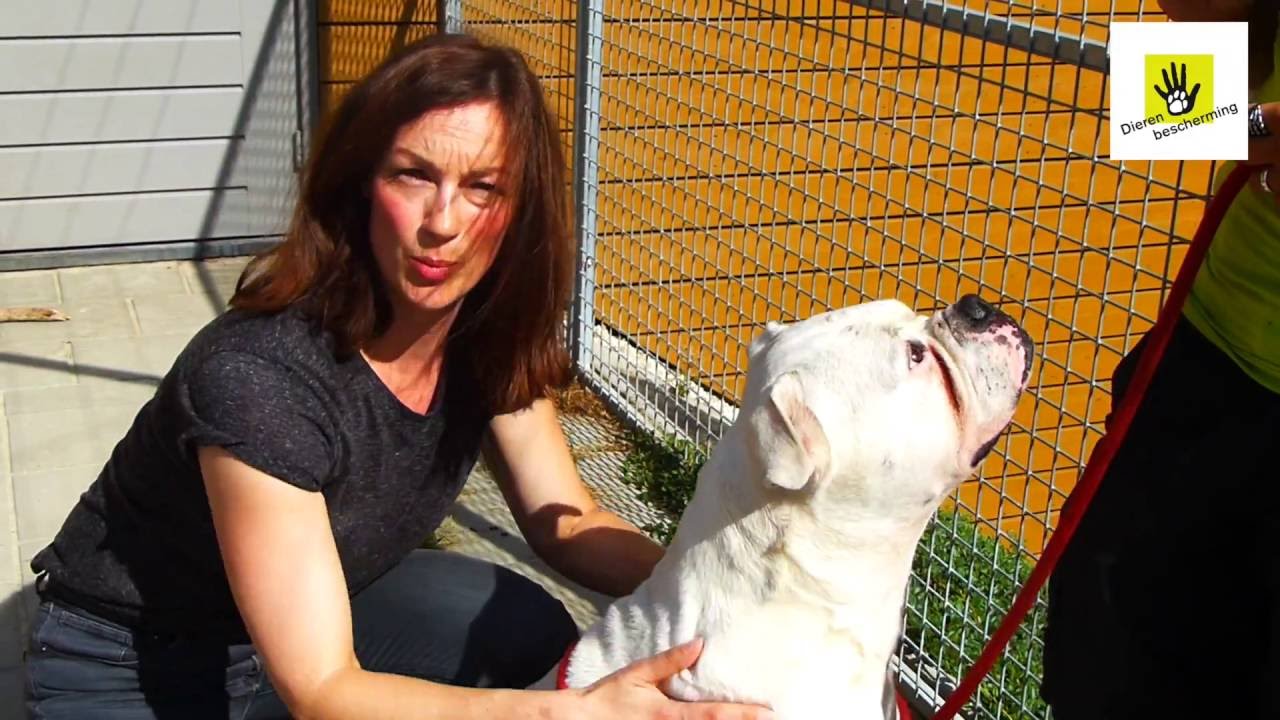 Club van Lelijke/Lieve Honden afl. 1 WILLIE (Amerikaanse Bulldog)