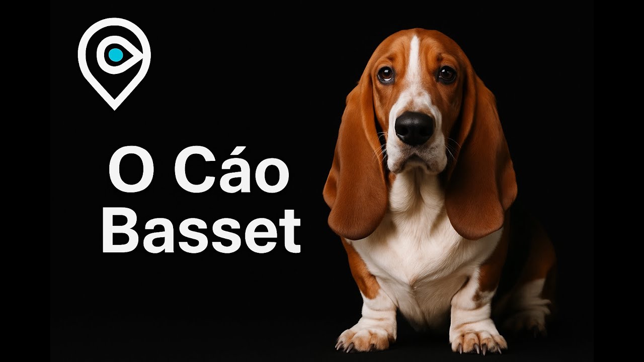 O Cão Basset Hound