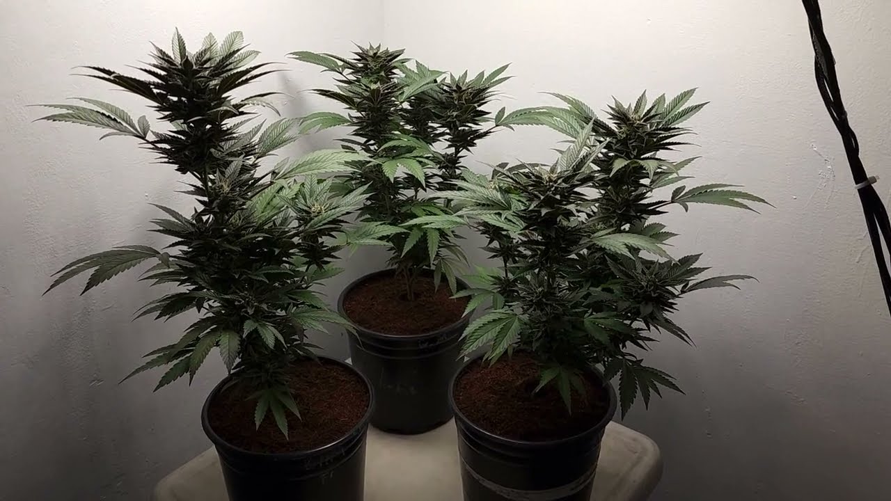/44/ Ice Cream Cake 6th & 3rd Week of Flowering & (T.G x Red Bullz) 1st Day of Flowering I.C.G.