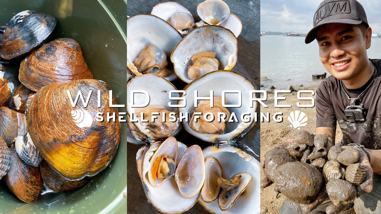 Wild Shores - Foraging for Shellfish