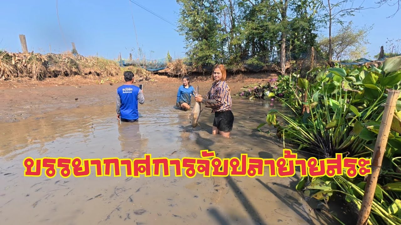 วิดน้ำ จับปลาย้ายสระ