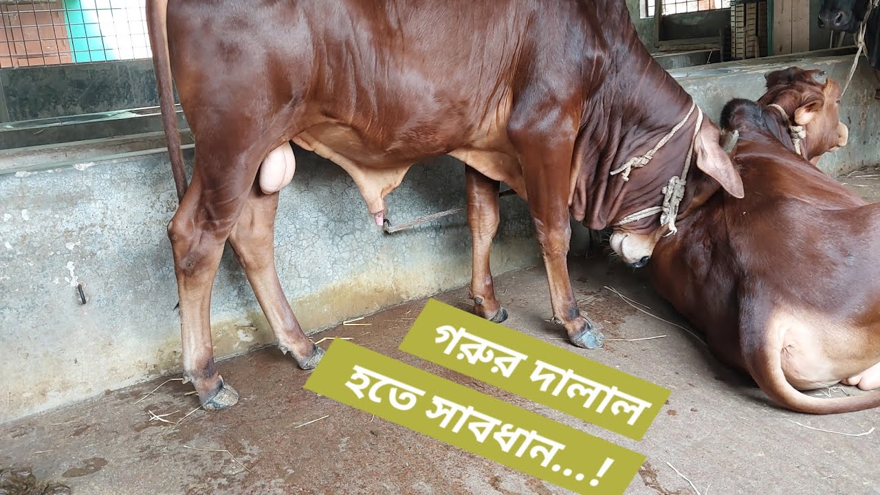 গরু কেনার সময় গরুর দালাল হতে সাবধান || ভালো জাতের গরু চেনার উপায় ||