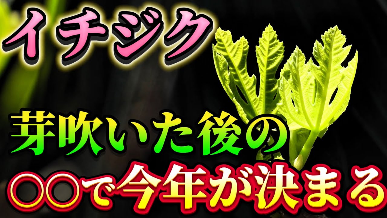 【いちじく】芽吹いたら“必ず“コレやってください！これで今後が決まります。
