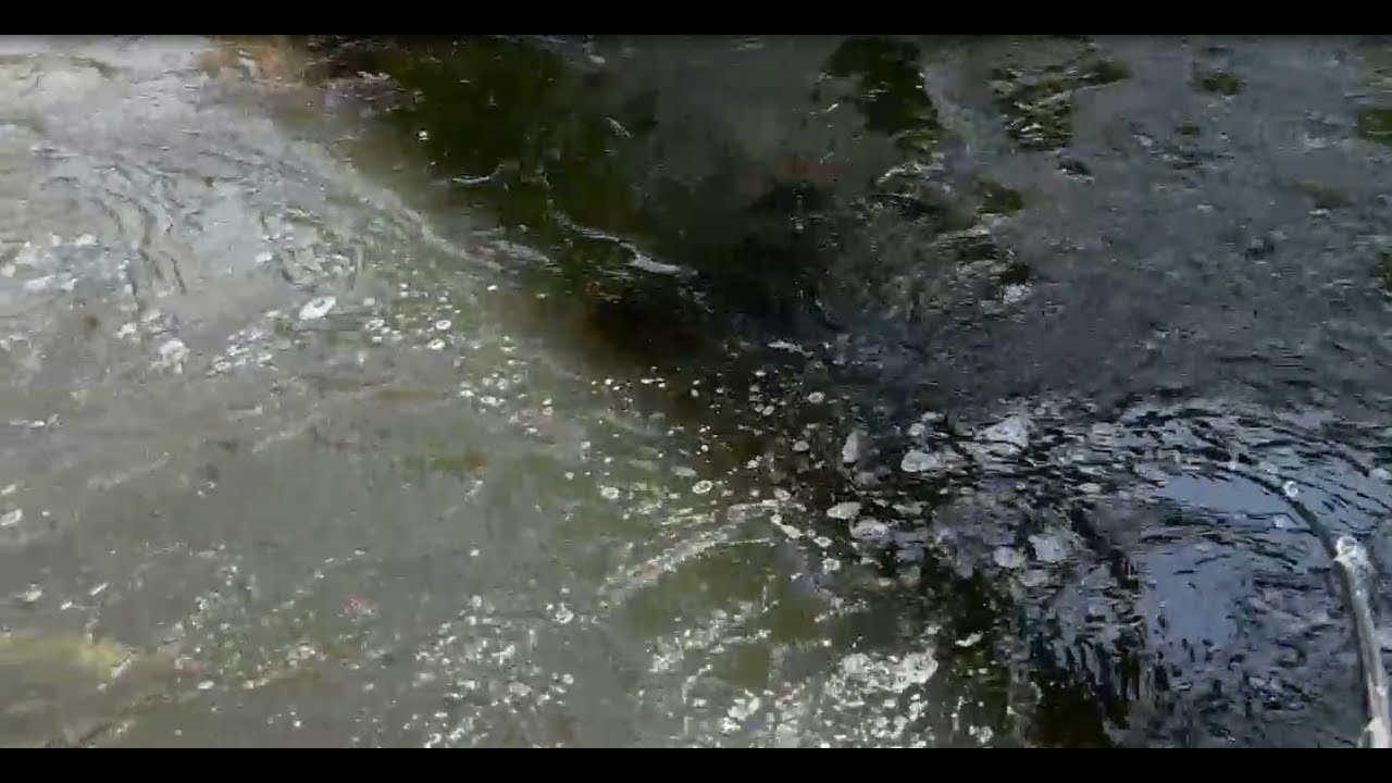 オサカナスイマーに魚雷アタックされた。。
