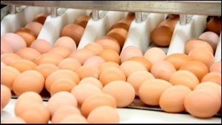 amazing egg collection system - Awesome egg collector compilation 2016