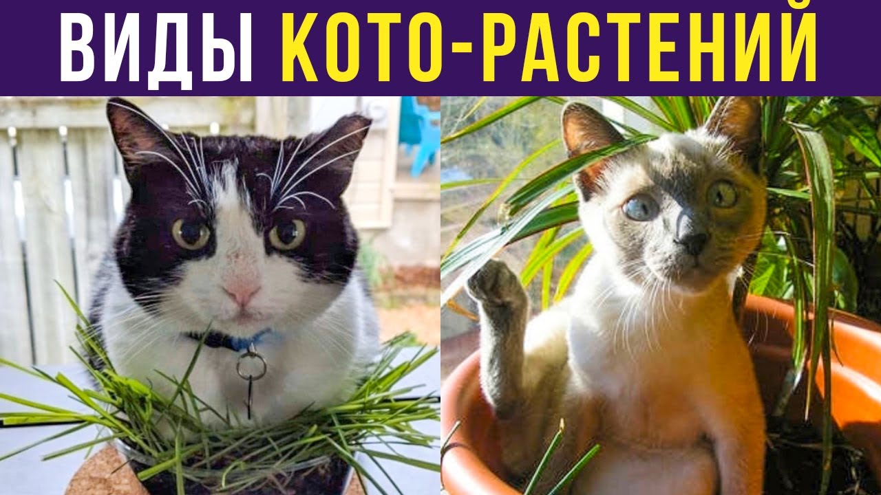 Приколы с котами. ВИДЫ КОТО-РАСТЕНИЙ | Мемозг 