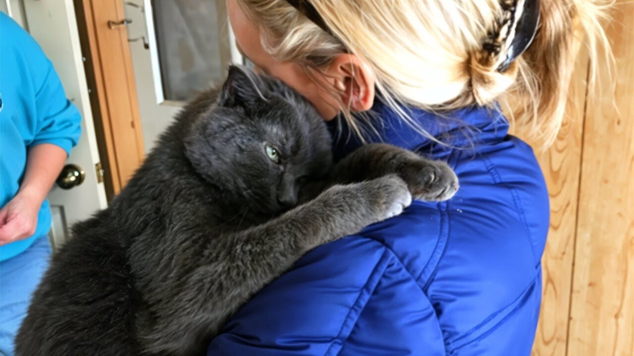 No One Wanted a Dying Shelter Cat, But What Happened Next Shocked Everyone!