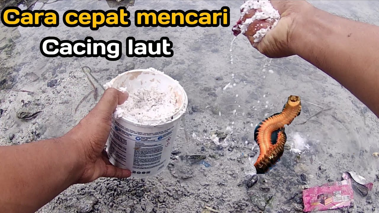 Cara mencari cacing laut dengan santan kelapa tidak tunggu lama hasil melimpah.
