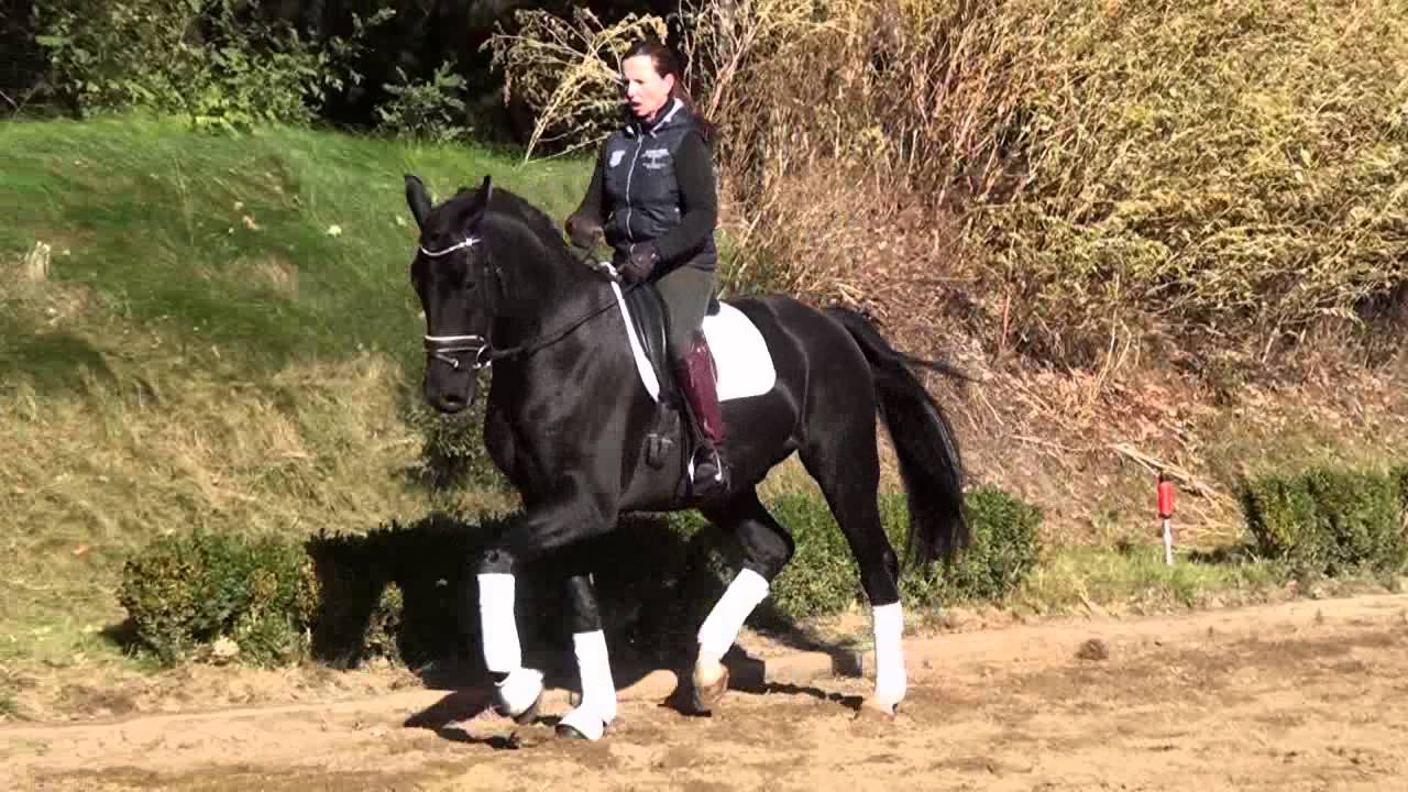 Frodo 4j. Wallach von Florestan x Donnerhall