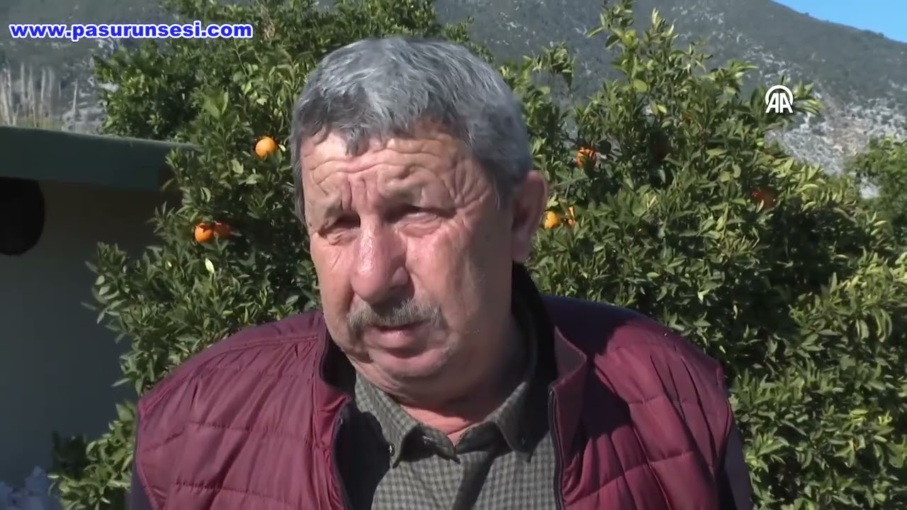 Finike'nin portakal bahçelerinde hasat sürüyor