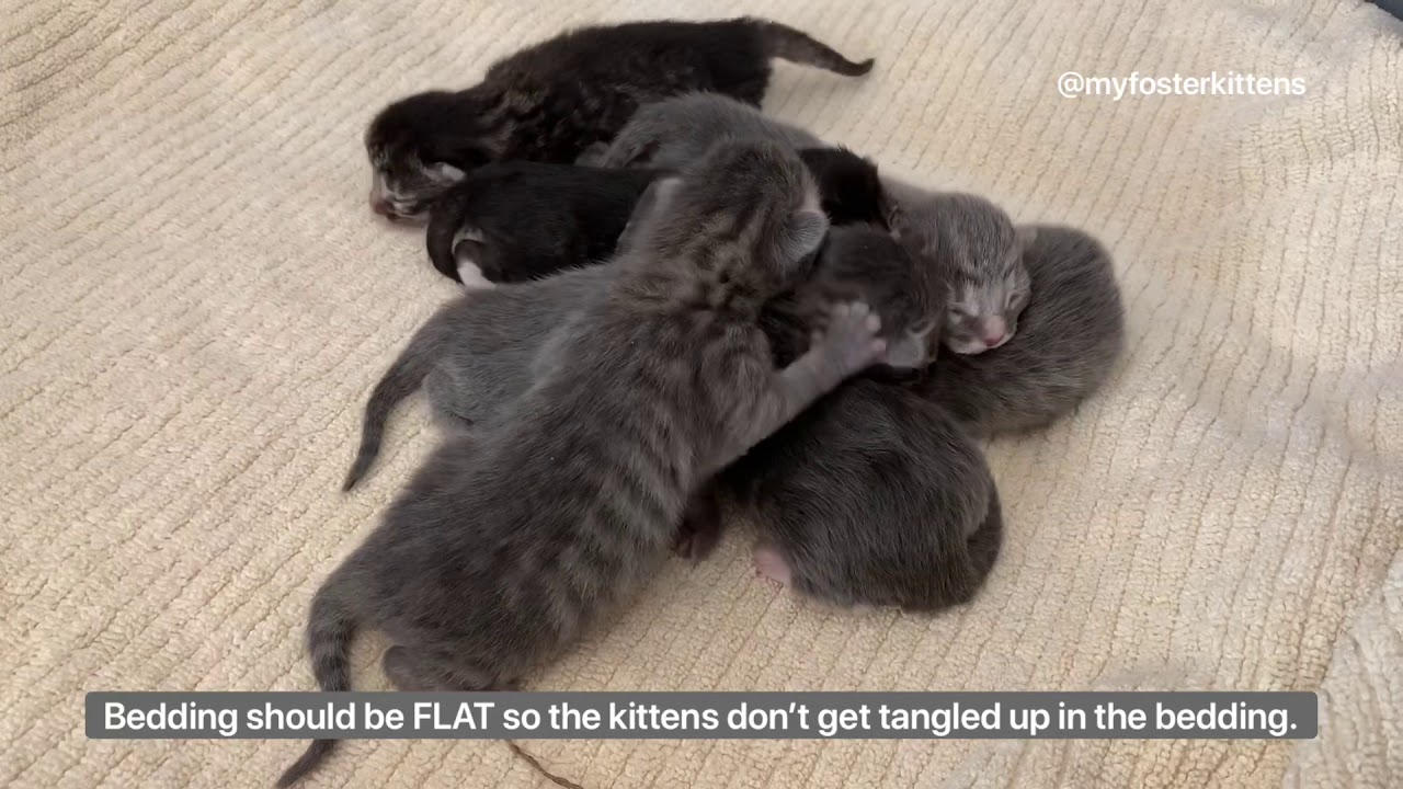 Fostering a Pregnant Mama Cat