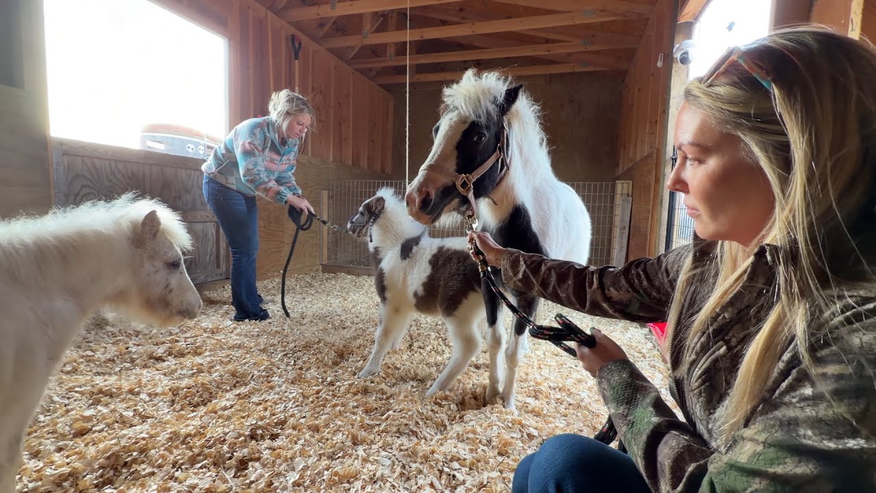 One Of My Ponies Has To Go&hellip;