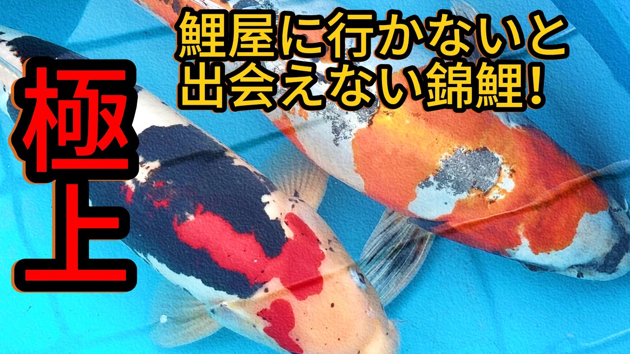 『販売』通信ではなかなか出会えない錦鯉を格安で提供致します！！#koi #nishikigoi#錦鯉#いわき市#福島県
