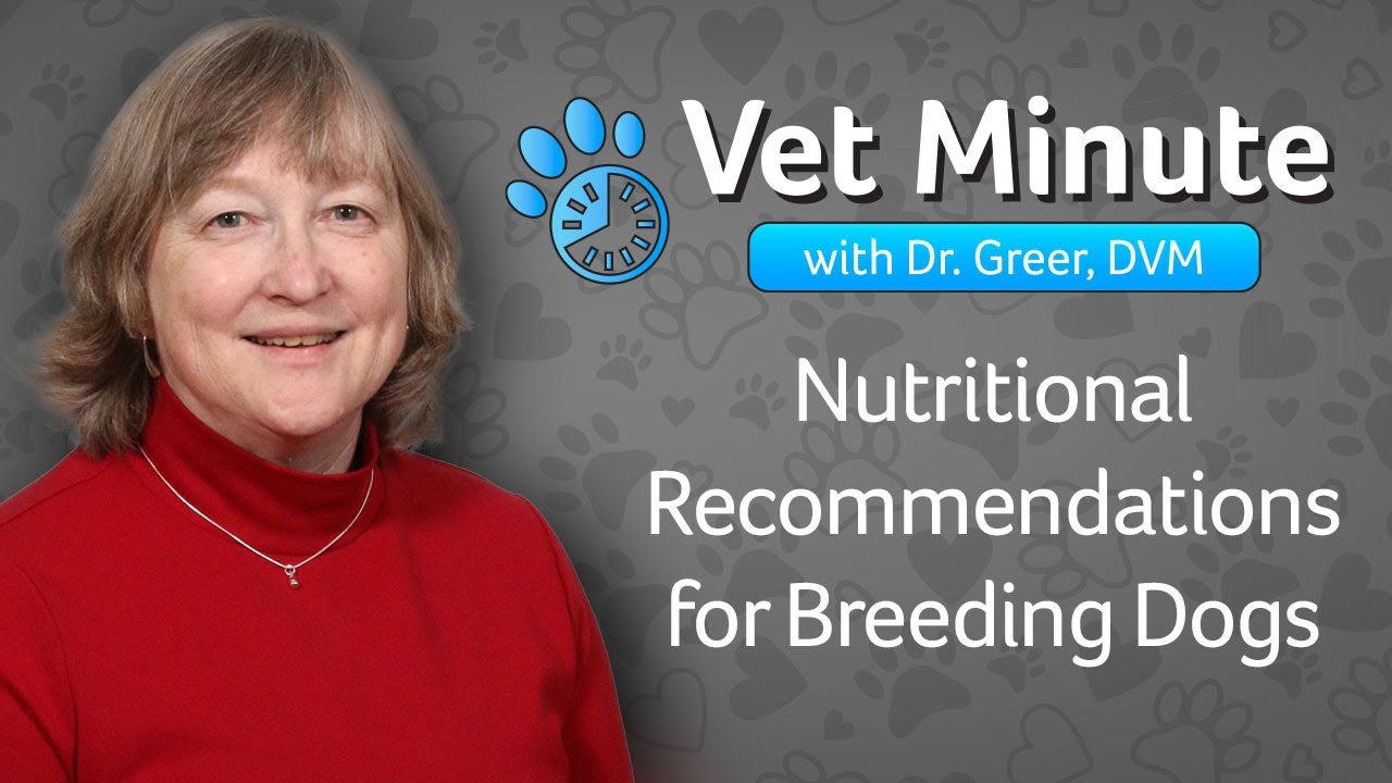 Vet Minute: Nutritional Recommendations for Breeding Dogs