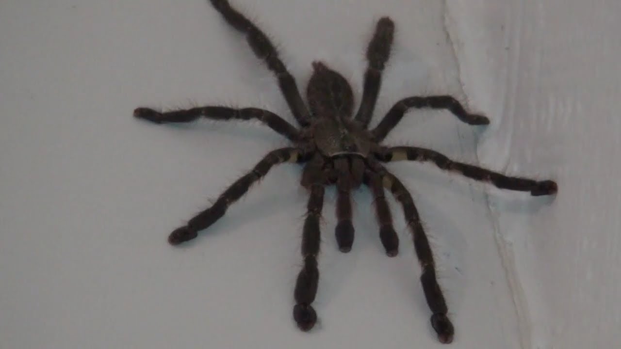 Escaped tarantula :/ - Mr. Ophelia - Poecilotheria Ornata