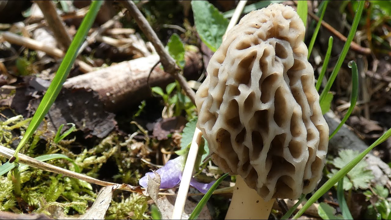Morel Mushrooms Are up Early in Michigan April 26 2025