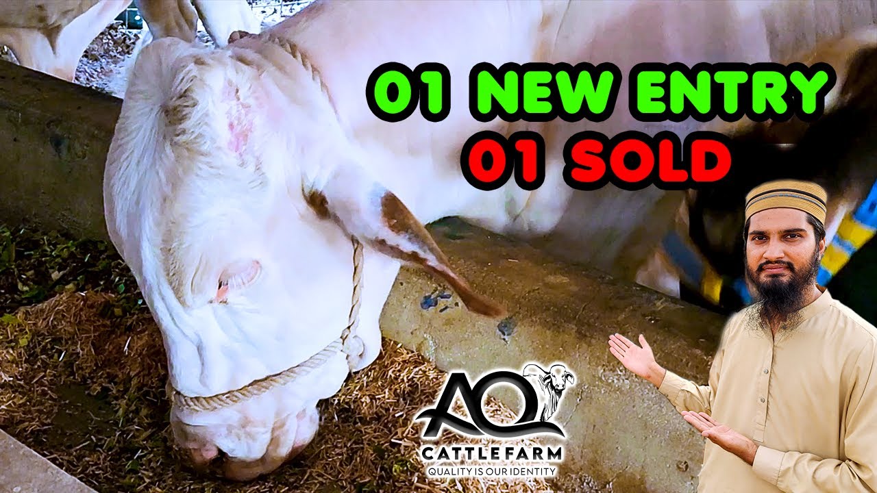 Curtains Installation for Winter Preparation | NEW ENTRY & 01 SOLD | AQ Cattle Farm