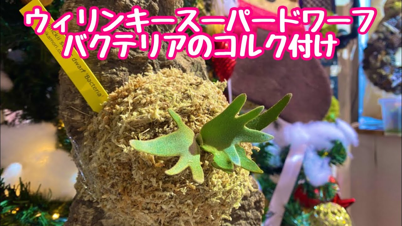 P.willinckii super dwarf 'Bacteria'ビカクシダ　ウィリンキースーパードワーフバクテリアのコルク付け
