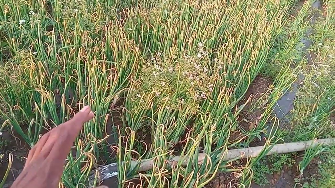 Pyaj me last pani chal raha 👍💦 desi life vloging life #dailyvlogs 