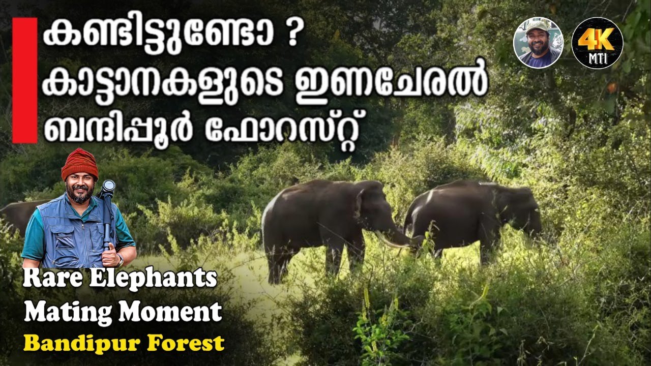കാട്ടാനകളുടെ ഇണചേരൽ കണ്ടിട്ടുണ്ടോ ? I Rare Elephants Mating Moments #elephant mating #bandipur