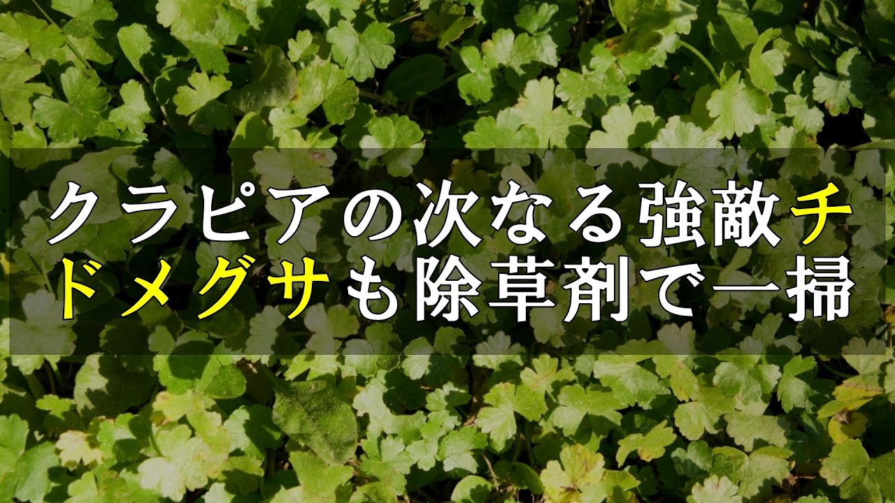 クラピア次なる強敵チドメグサも除草剤で一掃
