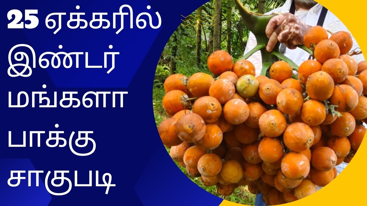 | இண்டர் மங்களா பாக்கு சாகுபடி - விவசாயின் அனுபவம் | Inter Mangala Arecanut cultivation |